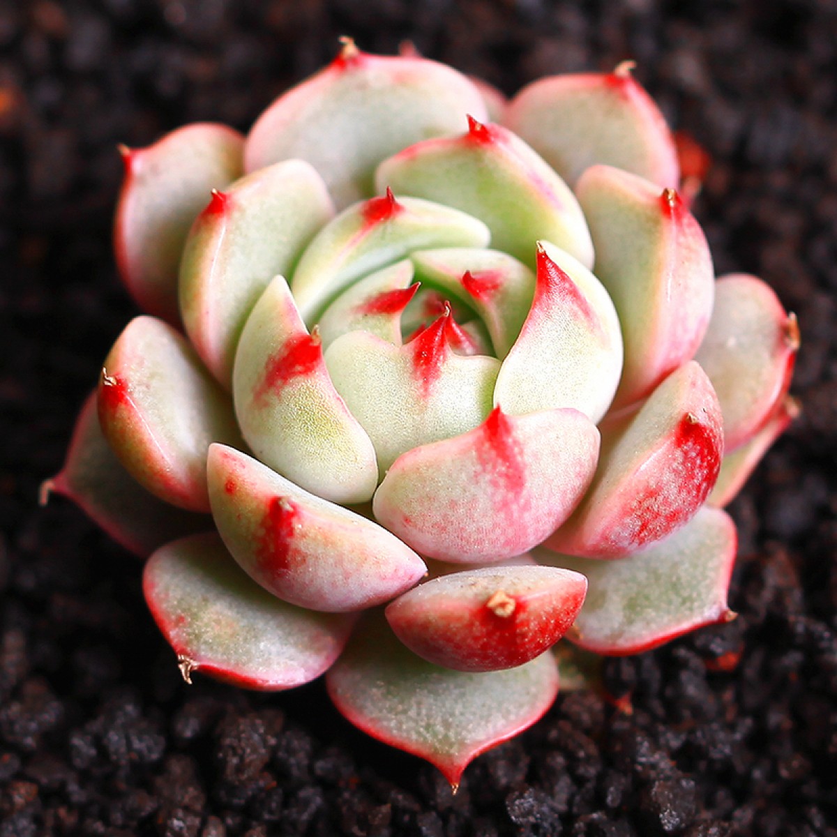 国产苯巴蒂斯多肉植物进口贵货办公室植物室内盆栽花卉绿植多肉笨巴