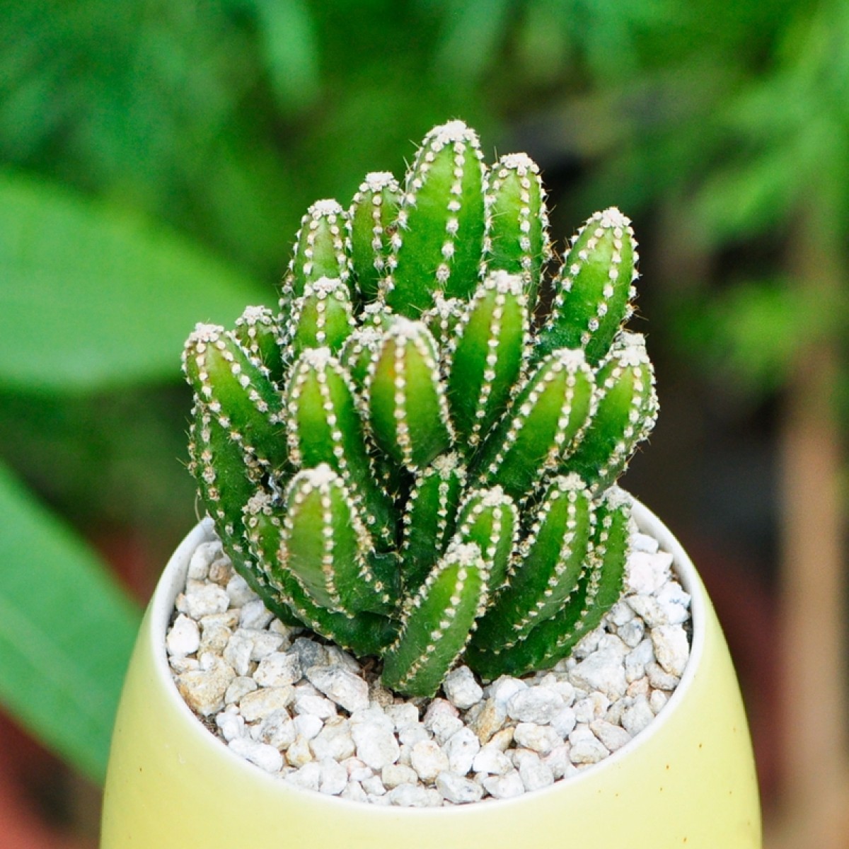 国产多肉植物批发万重山仙人球防辐射仙人掌办公室内肉肉绿植迷你盆栽