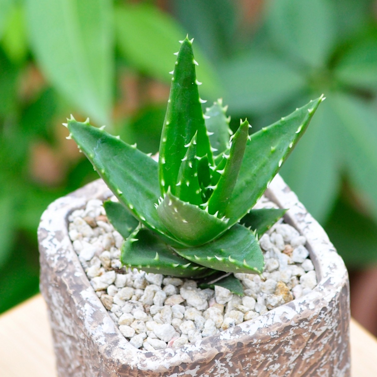 国产定一花木多肉植物不夜城芦荟办公室内肉肉植物花卉绿植迷你盆栽