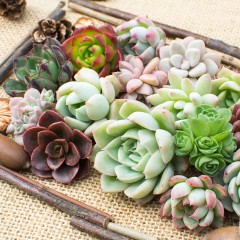 国产  多肉组合绿植花卉多肉