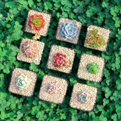 国产  多肉组合绿植花卉多肉