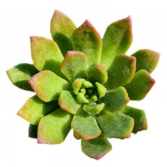 国产  多肉植物 马库斯3-5cm 状态好 多肉组合盆栽绿植