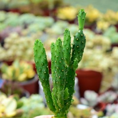 国产  多肉植物 摇钱树 姬珊瑚 仙人掌 光棍树绿花卉 组合盆栽