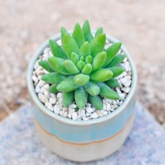 国产 多肉植物 玉珠帘 千佛手花卉盆栽组合奇趣肉肉办公室桌面绿植盆景