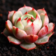 国产 苯巴蒂斯多肉植物进口贵货办公室植物室内盆栽花卉绿植 多肉笨巴