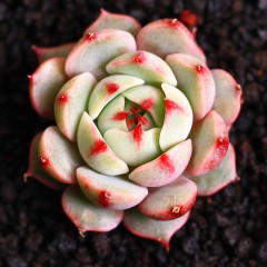 国产 苯巴蒂斯多肉植物进口贵货办公室植物室内盆栽花卉绿植 多肉笨巴