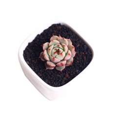 国产 苯巴蒂斯多肉植物进口贵货办公室植物室内盆栽花卉绿植 多肉笨巴