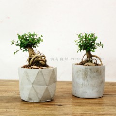 国产  榔榆 骆驼榆 盆景意境植物 桌面盆栽 阳台书桌绿植