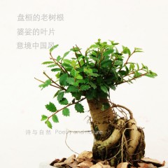 国产  榔榆 骆驼榆 盆景意境植物 桌面盆栽 阳台书桌绿植