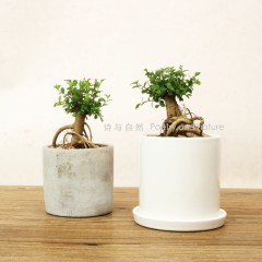 国产  榔榆 骆驼榆 盆景意境植物 桌面盆栽 阳台书桌绿植