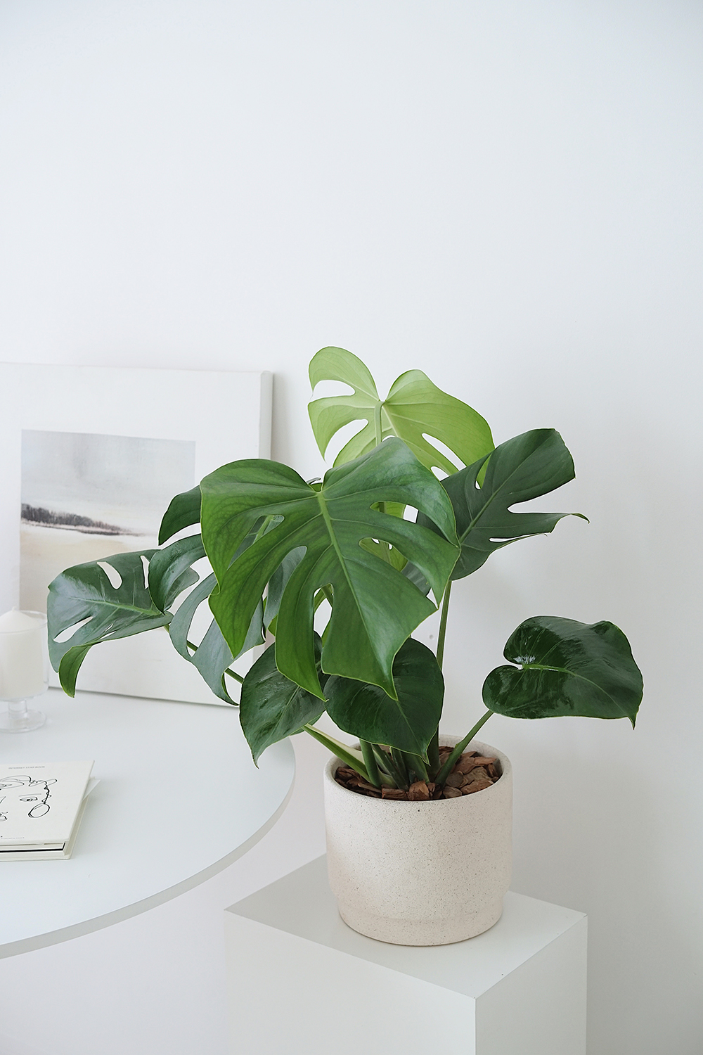 国产 龟背竹 北欧室内观叶植物ins绿植新家装饰盆栽