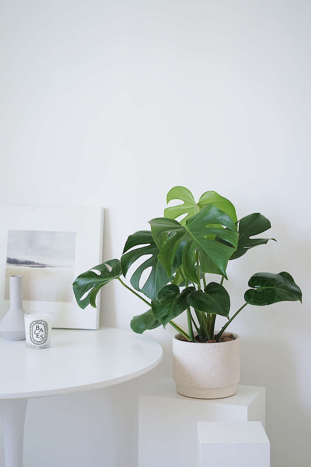 国产 龟背竹 北欧室内观叶植物ins绿植新家装饰盆栽