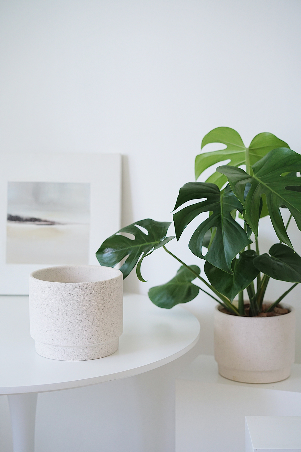 国产 龟背竹 北欧室内观叶植物ins绿植新家装饰盆栽