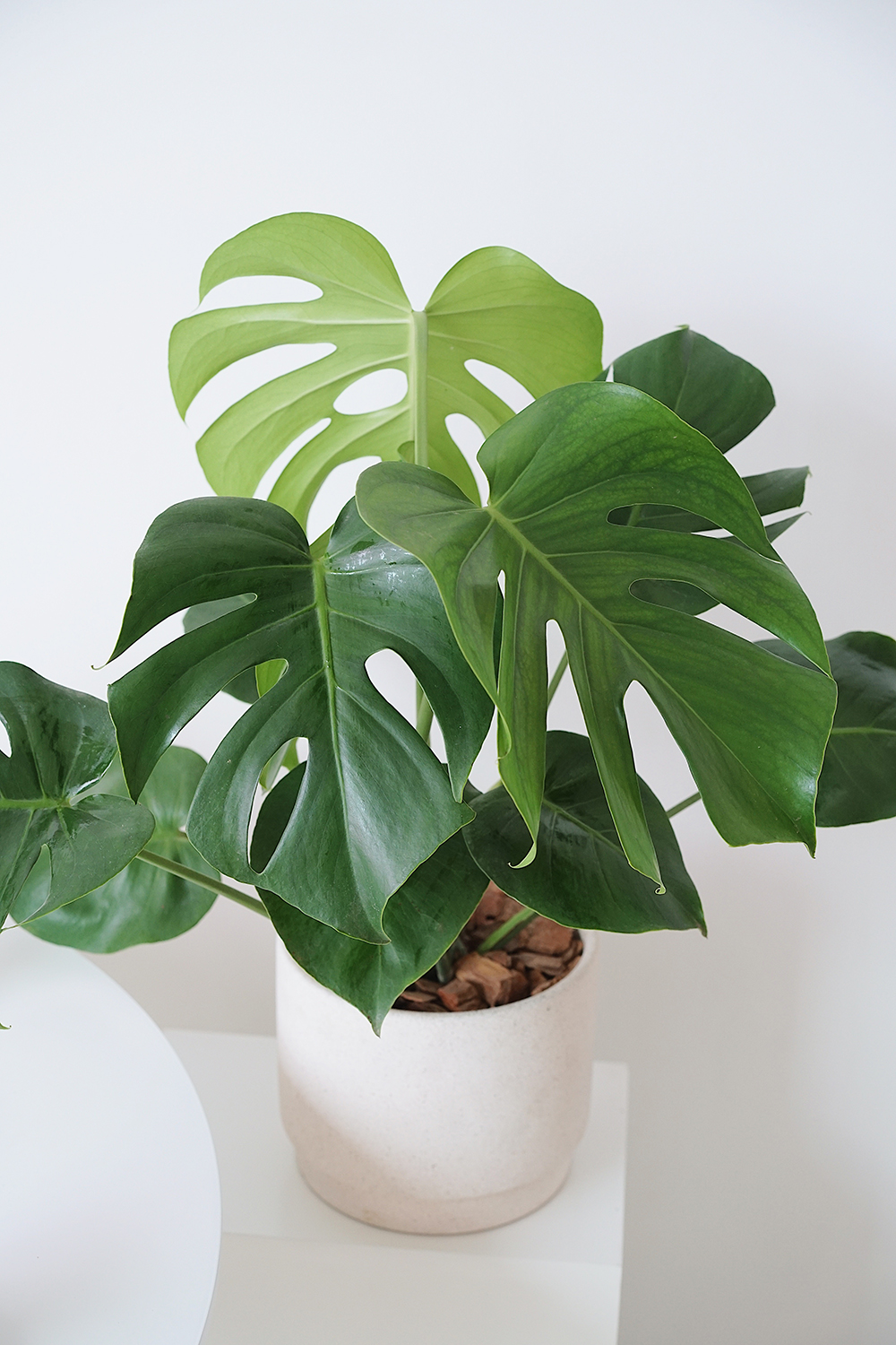 国产 龟背竹 北欧室内观叶植物ins绿植新家装饰盆栽