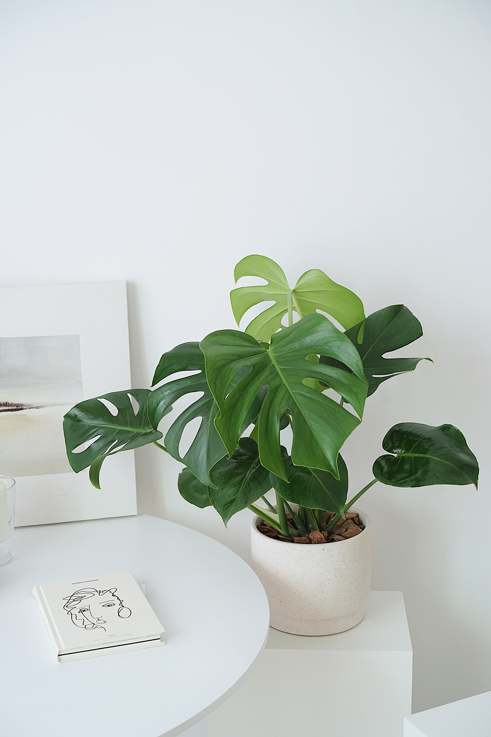 国产 龟背竹 北欧室内观叶植物ins绿植新家装饰盆栽