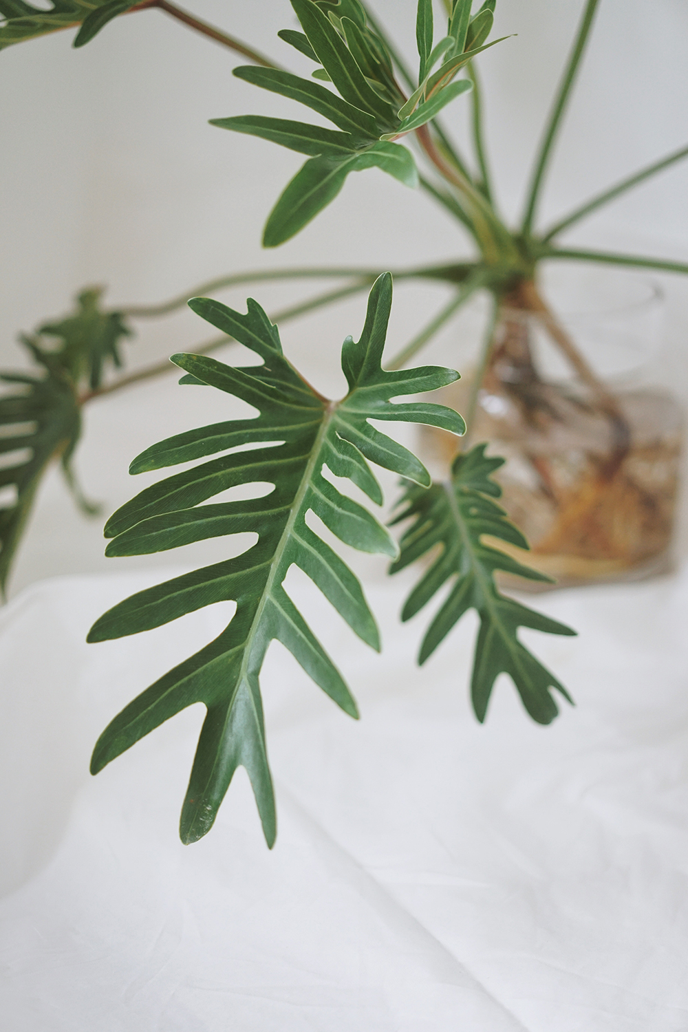 国产小天使蔓绿绒仙羽观叶绿植水培盆栽玻璃花瓶