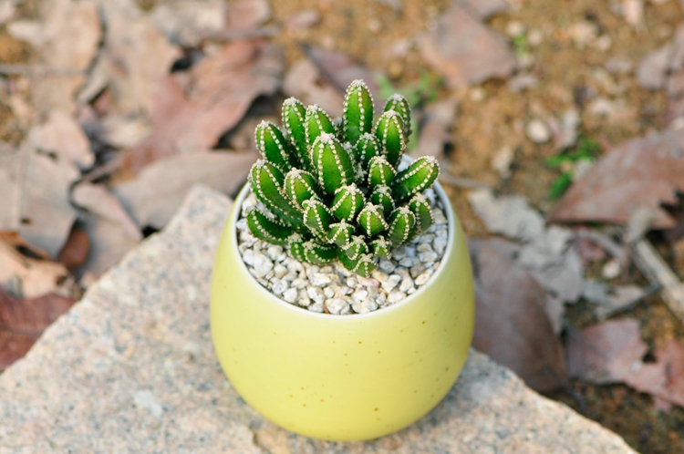 国产多肉植物批发万重山仙人球防辐射仙人掌办公室内肉肉绿植迷你盆栽