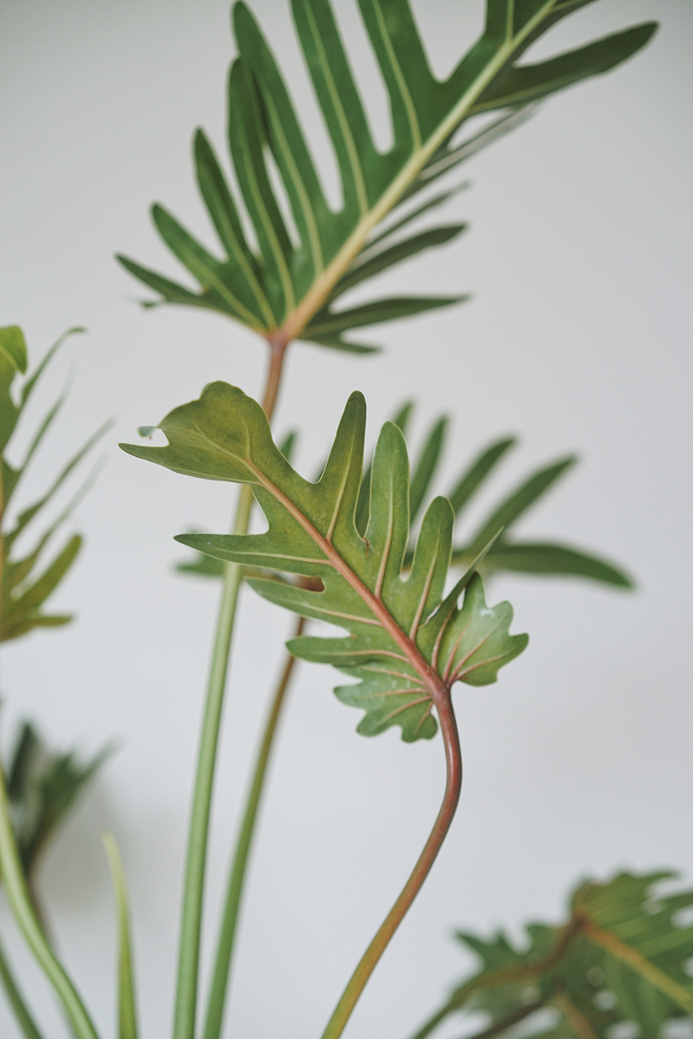 国产小天使蔓绿绒仙羽观叶绿植水培盆栽玻璃花瓶